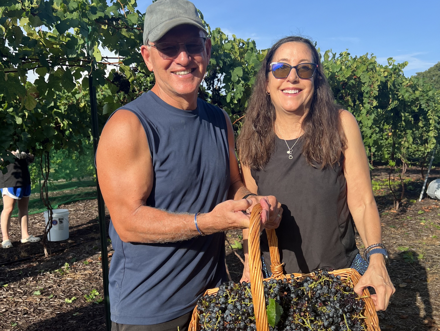 Picking grapes at a friend vineyard