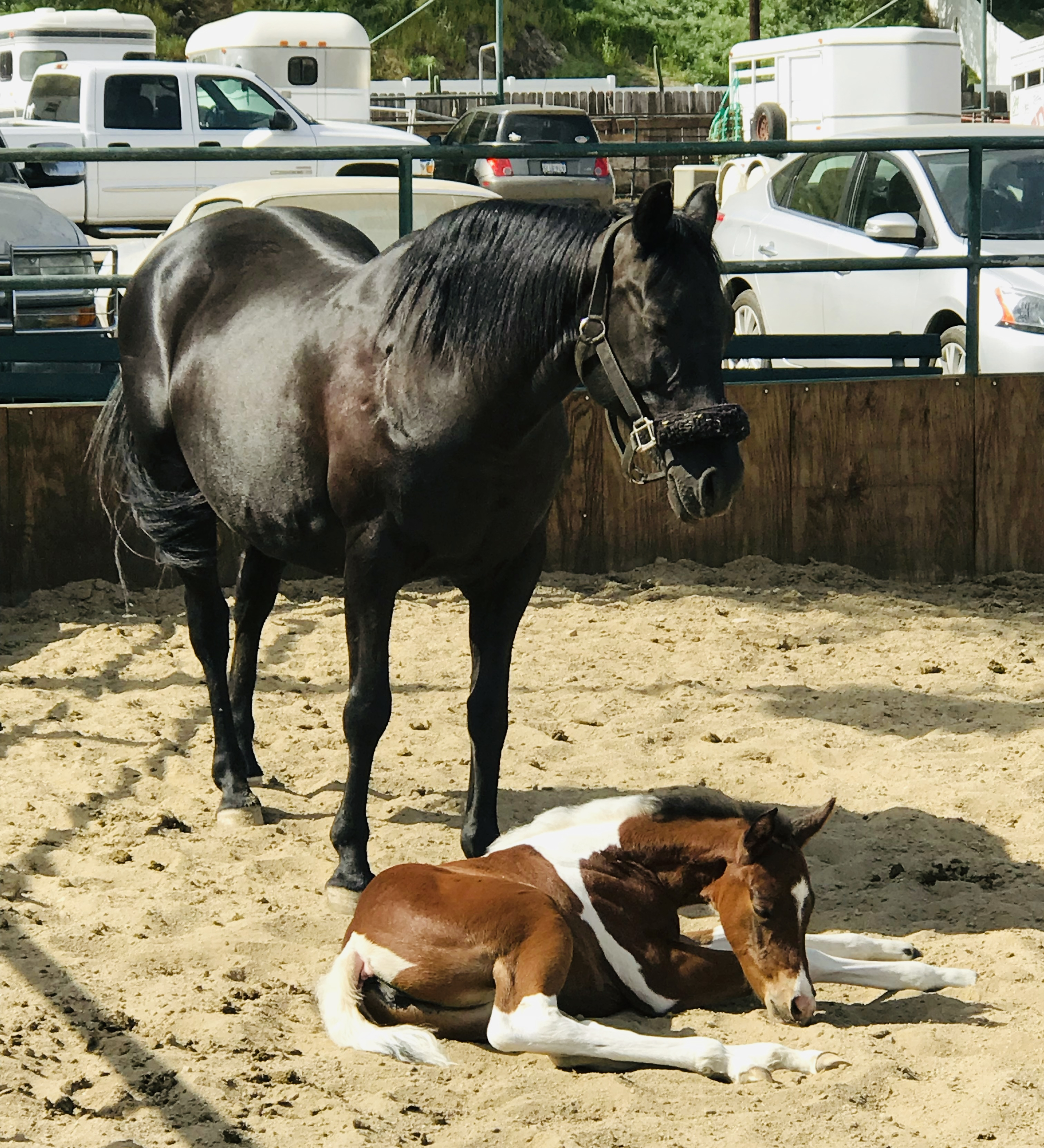 Robin Down '74: Mama Misty and her filly Rhapsody. These pics were taken at the Gibson ranch in shadow Hills where Rhapsody was born.