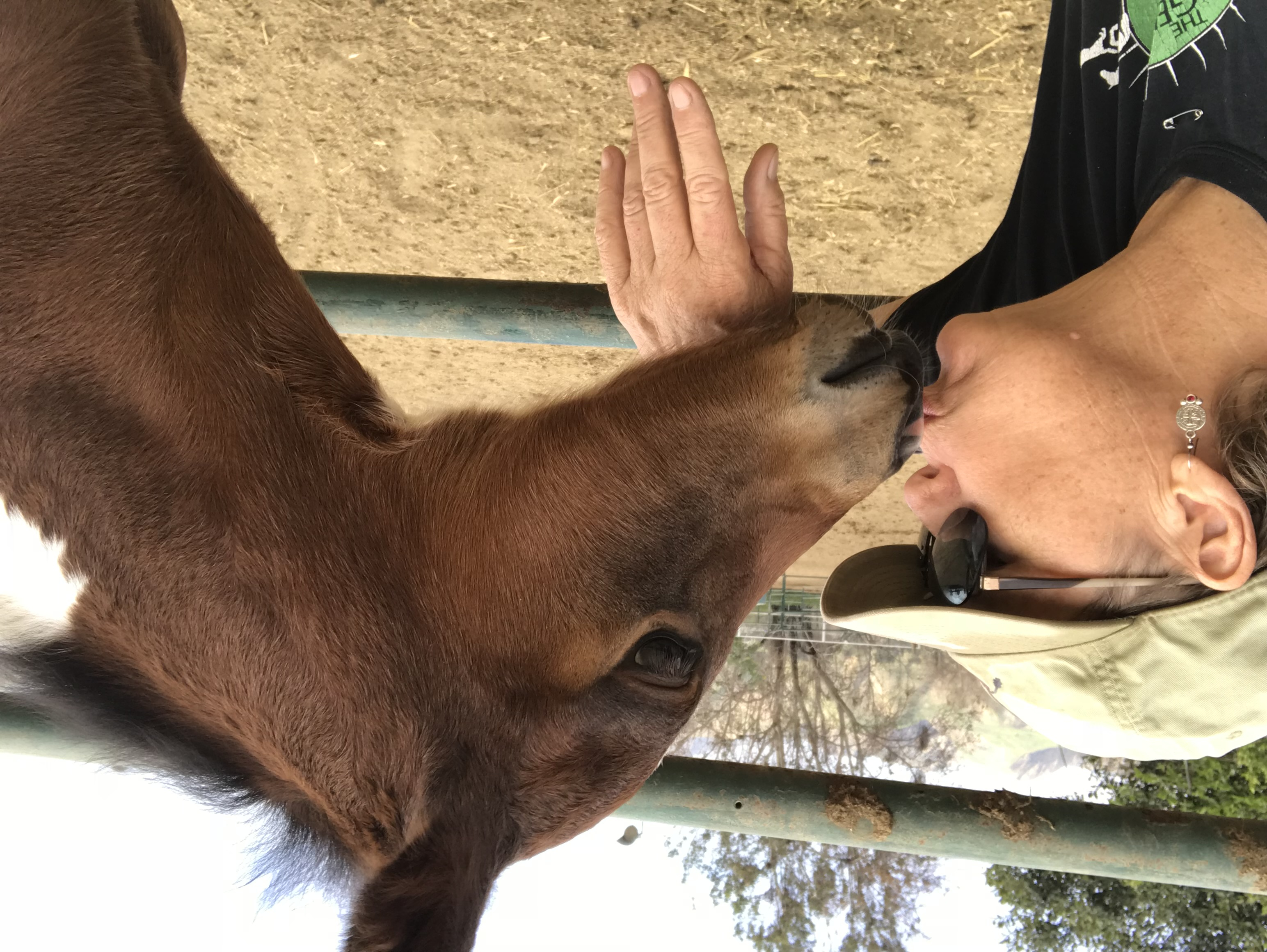 Robin Down '74: Mama Misty and her filly Rhapsody. These pics were taken at the Gibson ranch in shadow Hills where Rhapsody was born.