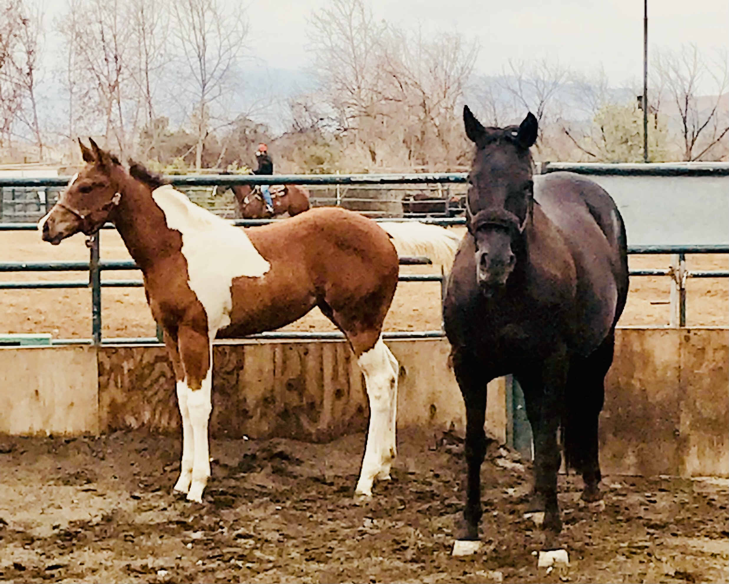 Robin Down '74: Mama Misty and her filly Rhapsody. These pics were taken at the Gibson ranch in shadow Hills where Rhapsody was born.