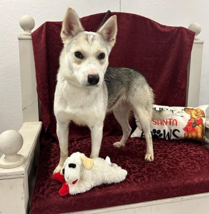 Hi I 'm Pistachio! I am a 1 year old Husky mix! I love people and playing! I am ready for an active new home. Any questions can be sent to solanospca@gmail.com.