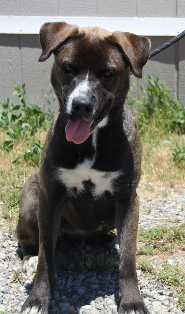 Hello! My name is Kusama, I am a female cattle dog/ pit mix. I am an 11 months old and looking for my forever home. Come in to meet me. Any questions can be sent to solanospca@gmail.com.