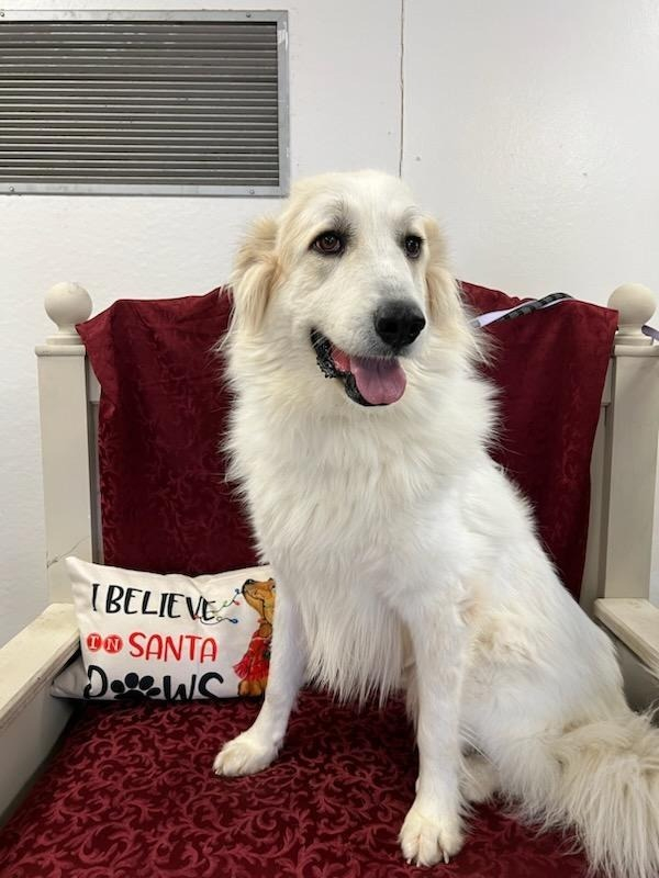 Hi I'm Dinky! I am a 2 year old Great Pyrenees mix! I have a great personality although a seem a little shy at first. I am looking for a working home. I would do best in a home familiar with the breed and no children. My ideal adopter has property and is 