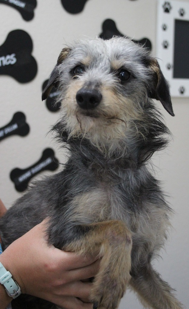 My name is Strawberry. I am 2 years old. I am a black and tan terrier mix. I am shy and will need someone patient with me to help bring me out of my shell. I am improving quickly! Any questions can be sent to solanospca@gmail.com.