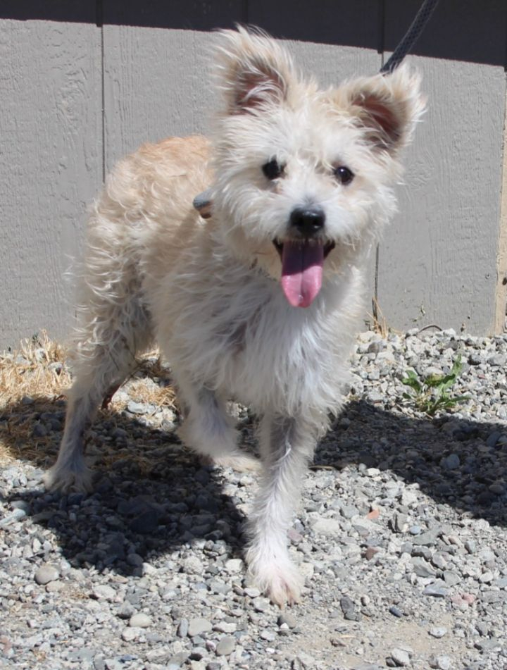 Hi I'm Flounder! I am a 1 year old Terrier mix! I am a very happy guy that loves to play! Any questions can be sent to solanospca@gmail.com.