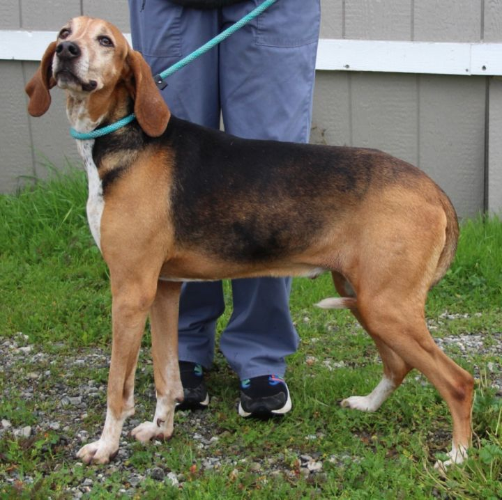 Hi I'm Luge! I am a 6 year old Hound mix! I am a great guy that walks on leash well and has a very sweet personality. Any questions can be sent to solanospca@gmail.com.