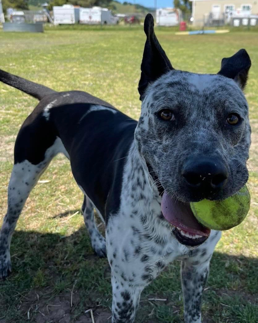 Hi I'm Hanks! I am a 2 year old Cattle dog/Pitbull mix! I am a very friendly guy with lots of energy. An active family is going to be best for me. Any questions can be sent to solanospca@gmail.com. 