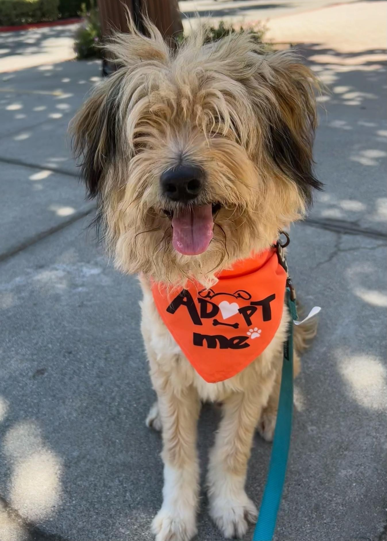 Hi, I'm Rocky! I am an 8 year old Terrier mix! I am a great guy with a personality. I love people and cuddling. I don't really love the vet so I will need to have caution taken to the vet. Any questions can be sent to solanospca@gmail.com.